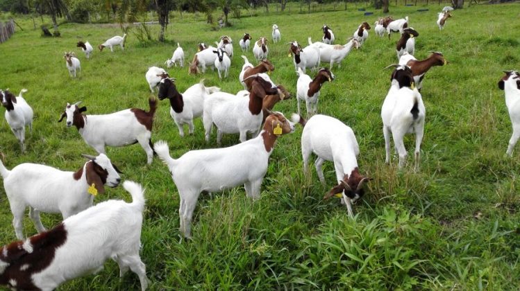 how-boer-bucks-are-improving-goat-farming-in-rwamwanja-settlement-uganda