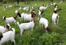 Tips to start goat farming in Uttarakhand